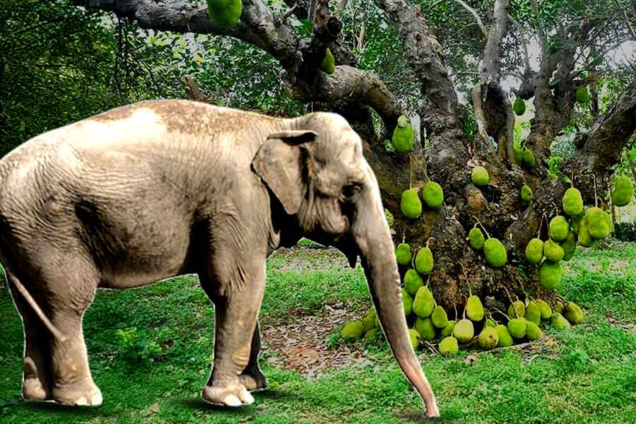 Elephants entering residential area of Dooars during monsoon, administration takes precaution