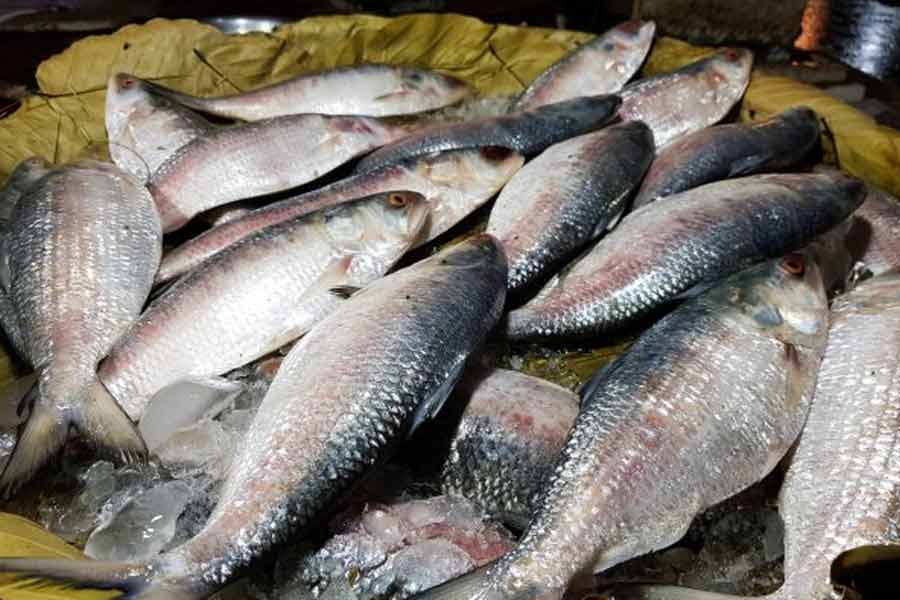 Bangladesh fishermen rue lack of Hilsa