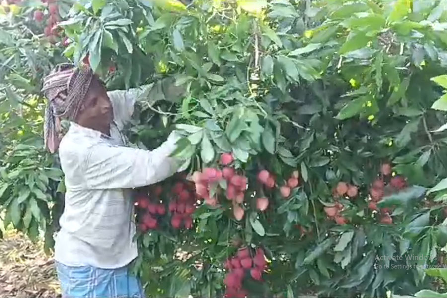 জৈব সার ব্যবহারেই সাফল্য, নদিয়ার লিচু পাড়ি দিচ্ছে ইজরায়েলে