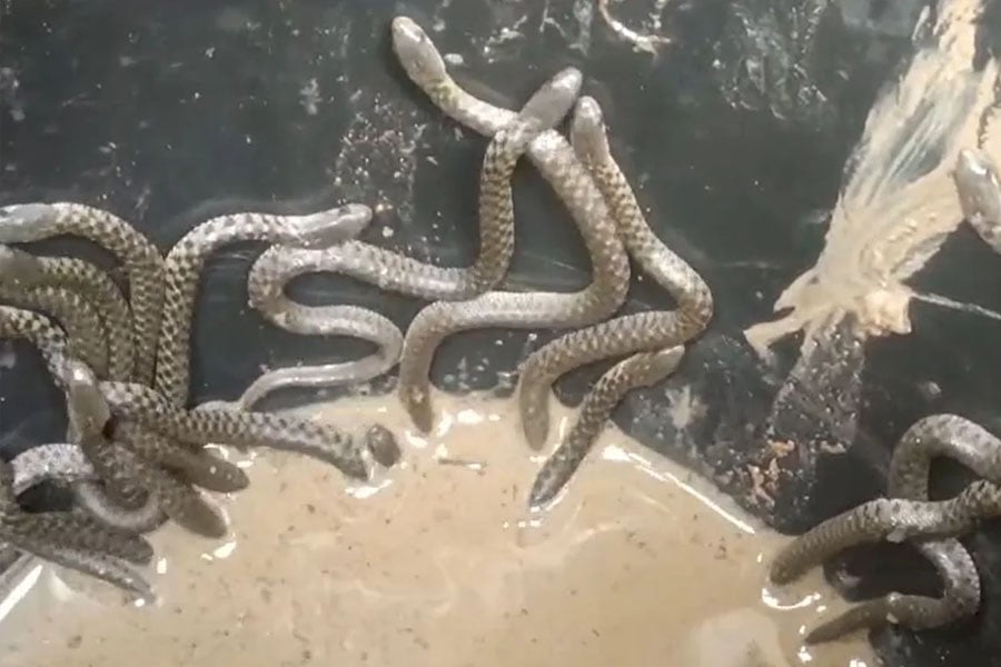 Over 30 Snakes Crawl Out Of Bathroom In Assam Home