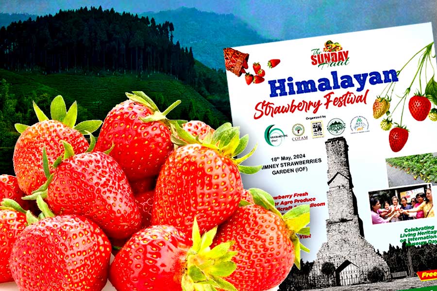 Strawberry farming is new way of earning in Kurseong