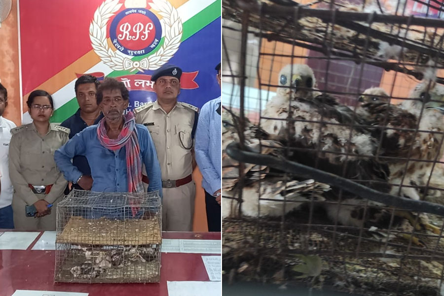 Arrested during smuggling of baby falcons in bardhaman Station