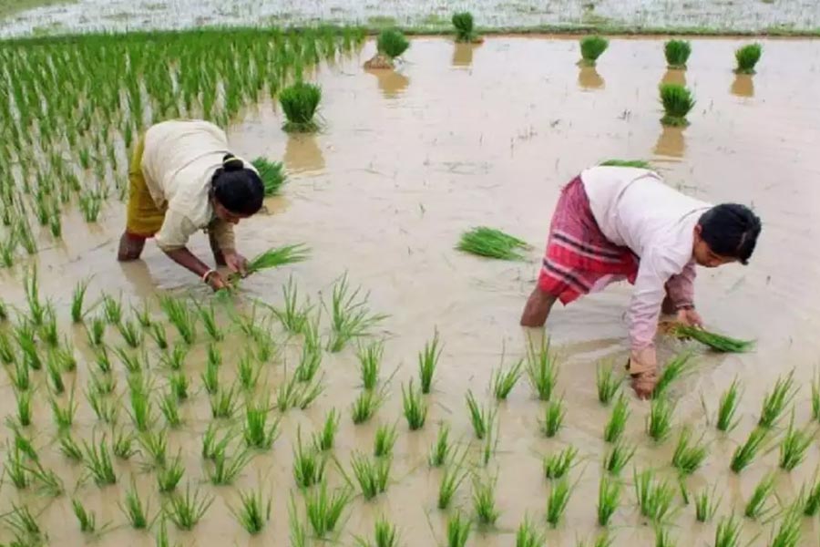 ভোটে ধাক্কার পরেই ‘অন্নদাতা’দের কল্যাণ মোদির! ১৪ শস্যের MSP বাড়াল কেন্দ্র