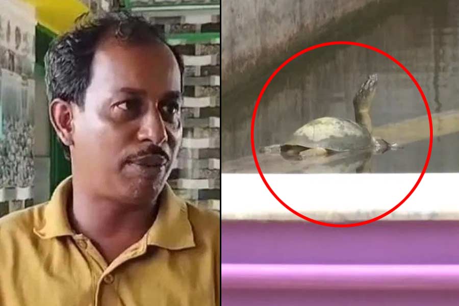 জামালের বাড়ি থেকে উধাও কচ্ছপ, ফের খালি হাতেই ফিরতে হল বনকর্মীদের