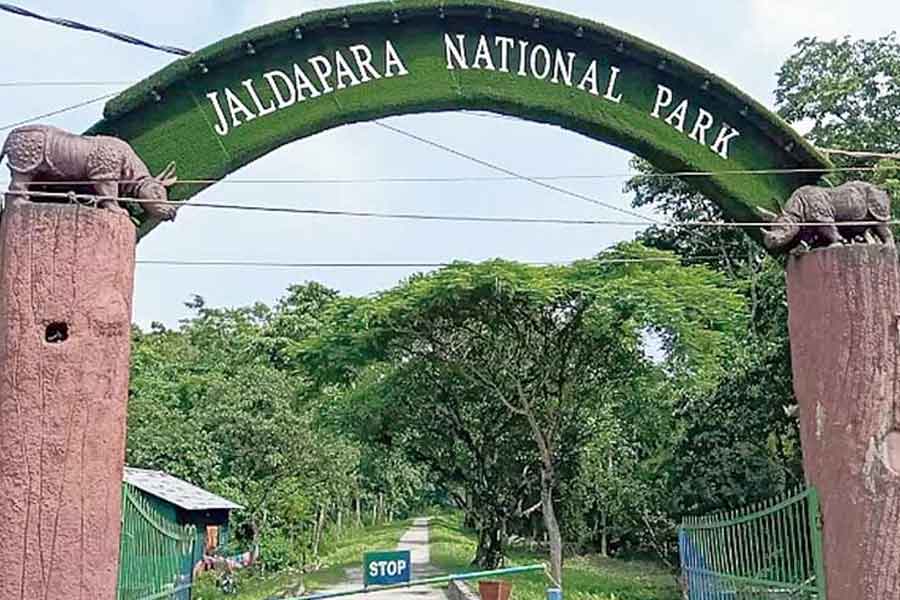 বট-পাকুড়-অশ্বত্থ-ডুমুর ফেরাতে বিশেষ উদ্যোগ জলদাপাড়া জাতীয় উদ্যান কর্তৃপক্ষের