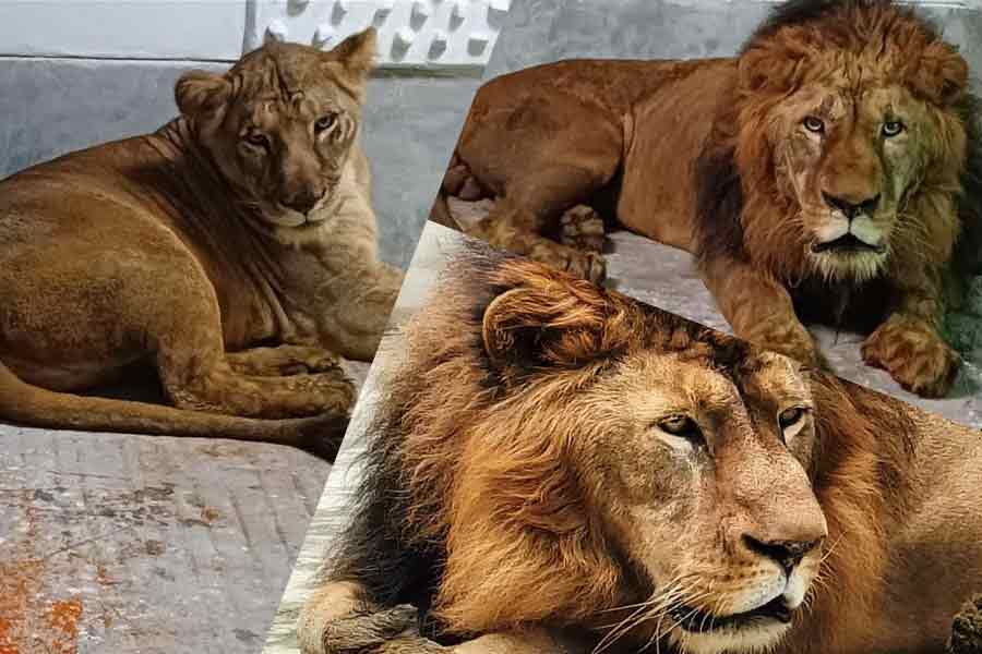 বিতর্কের অবসান, বেঙ্গল সাফারি পার্কের সিংহ ‘আকবর’ ও সিংহী ‘সীতা’র নামবদল