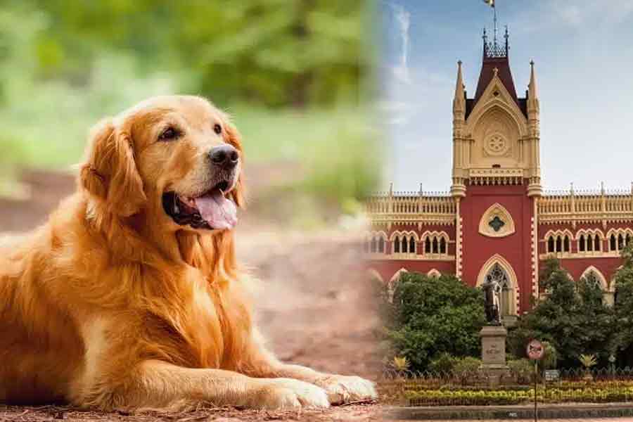 রাজ্যজুড়ে পোষ্যের বেআইনি প্রজনন ও বেচাকেনা! দ্রুত পদক্ষেপের নির্দেশ হাই কোর্টের