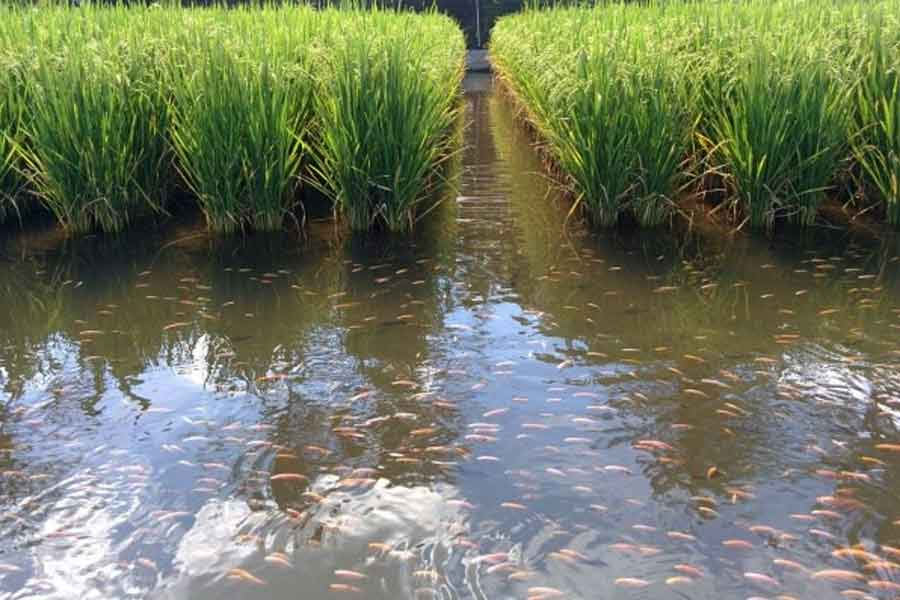 ধান জমিতে করুন মাছ চাষ, মিলবে দ্বিগুণ লাভ
