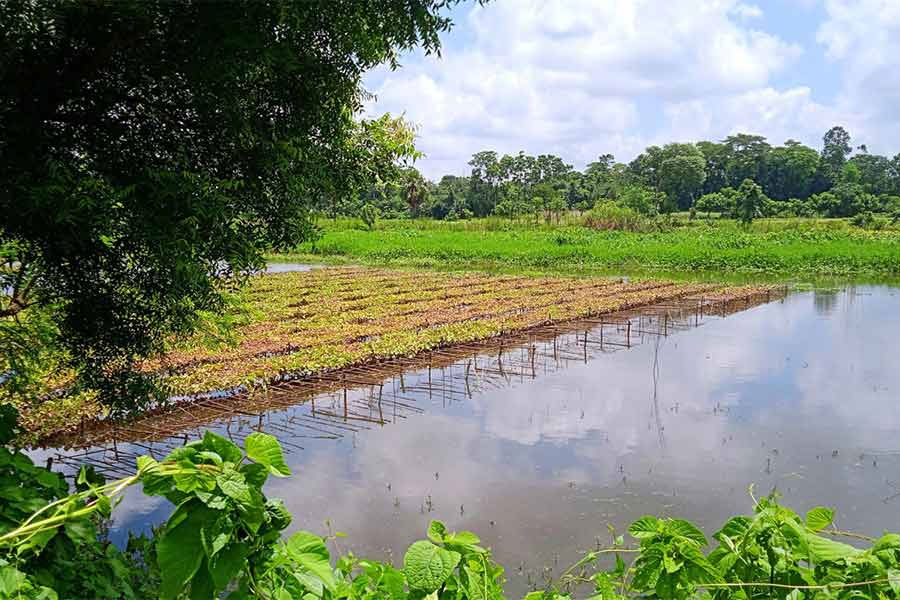 বন্যায় জলের তলায় ফুল ও সবজি, পূর্ব মেদিনীপুরে ১৮০ কোটি টাকার ফসল নষ্ট