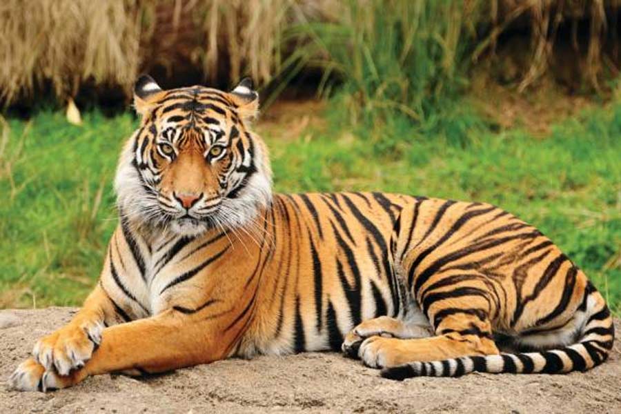 ফের ডেরা বদল জিনাতের, পুরুলিয়া ছেড়ে এবার বাঁকুড়ায় বাঘিনী
