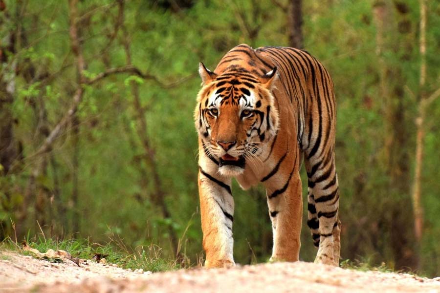 লালগড়ের পুনরাবৃত্তি হবে না তো? ঝাড়গ্রামের জঙ্গলে রয়্যাল বেঙ্গল টাইগারের হদিশ বাড়াল আতঙ্ক
