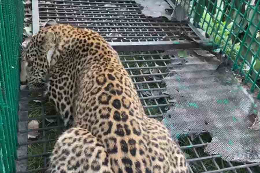 ছাগলের টোপেই ‘বাঘবন্দি’ ডুয়ার্সে, কবে বাগে আসবে ‘জিনাত’?