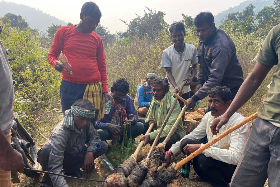 পঞ্চম দিনেও অধরা জিনাত! খাঁচাবন্দি করতে এবার হাতি তাড়ানোর কৌশল