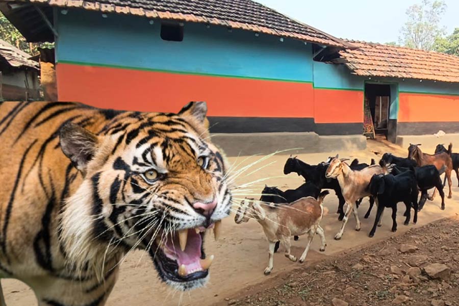 জিনাত আতঙ্কের মাঝে রাইকা পাহাড়ে নিখোঁজ ৫০ ছাগল! ক্ষতিপূরণ ঘোষণা