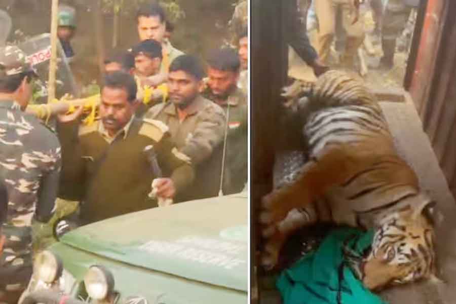 বাগে বাঘিনি, নিশ্চিন্তে ঘুমাল বাঁকুড়ার গোঁসাইডিহি