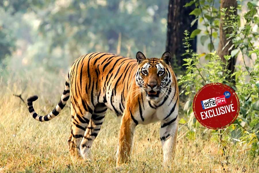 ঝাড়গ্রাম পেরিয়ে এখন পুরুলিয়ায় ওড়িশার ‘জিনাত’, জোড়া বাঘের আতঙ্ক ওড়াল বনদপ্তর