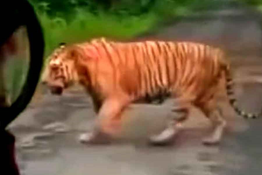 ১৯২ ঘণ্টা পর দেখা মিলল জিনাতের, বাঘিনীকে লক্ষ্য করে ঘুমপাড়ানি গুলি?