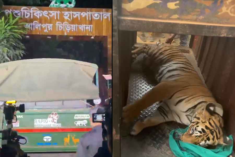 আলিপুর পশু হাসপাতালে জিনাত, আপাতত পর্যবেক্ষণে বাঘিনী