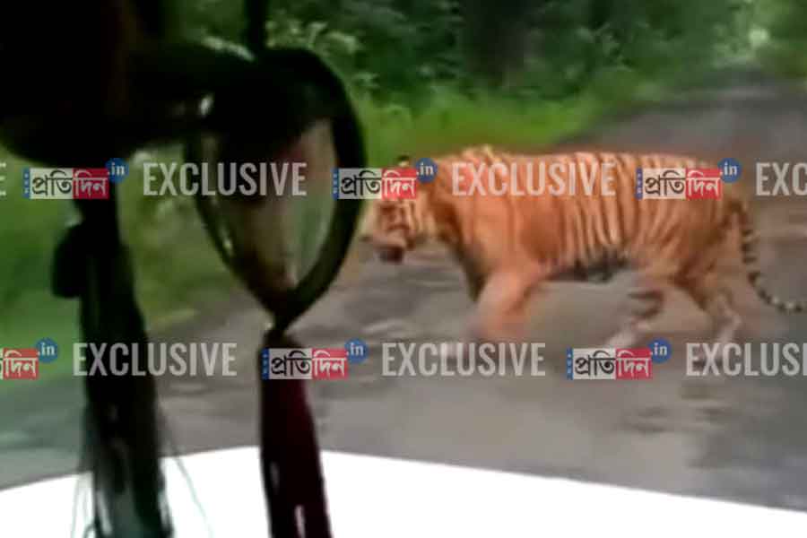 ১৯২ ঘণ্টা পর দেখা মিলল জিনাতের, বাঘিনীকে লক্ষ্য করে ঘুমপাড়ানি গুলি!