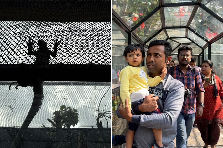 খাঁচায় মানুষ, বাইরে পাখি! আলিপুর চিড়িয়াখানায় ‘আশ্চর্য’ দর্শন