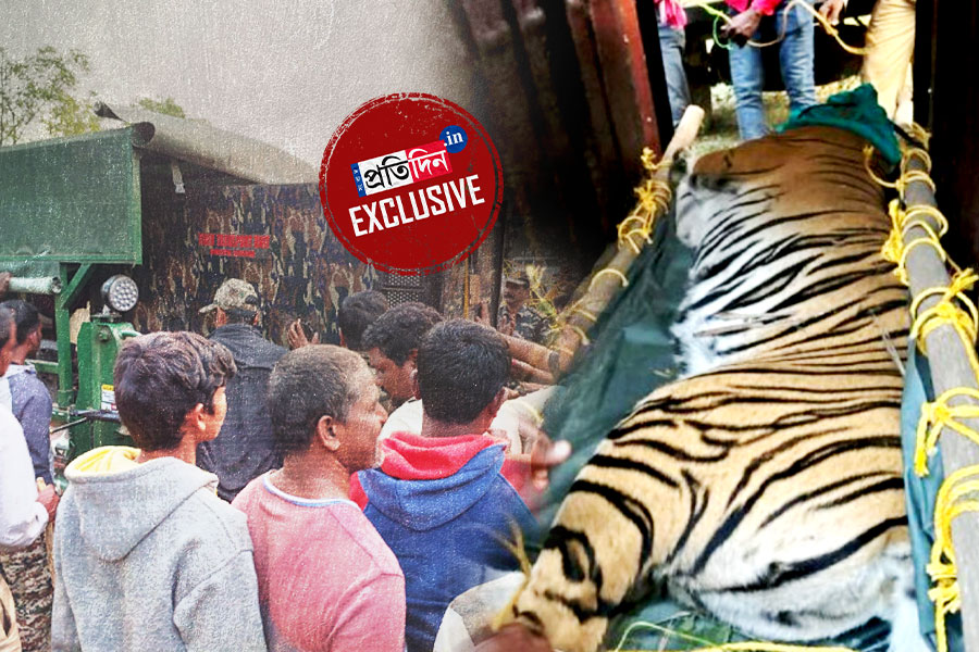 জিনাতের জঙ্গল সাফারি শেষ, অবশেষে বাগে বাঘিনী