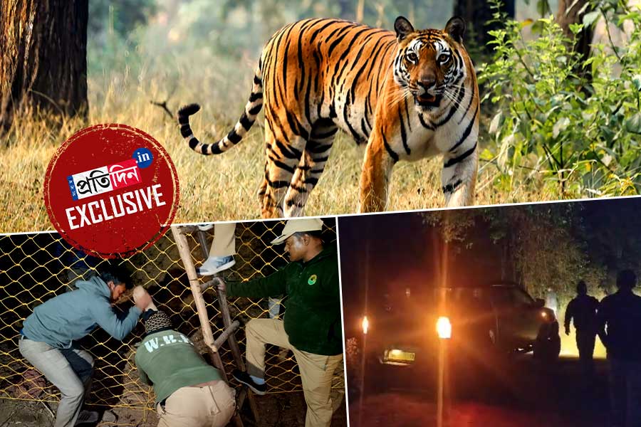 রাহামদা যেন সুন্দরবন, বাঘিনী ঠেকাতে নয়া কৌশল!