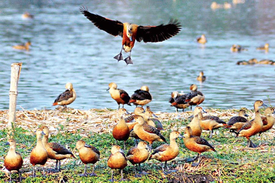 পৌষেও খয়রামারি বিলে দেখা নেই পরিযায়ী পাখির, নেপথ্যে উষ্ণ আবহাওয়া?