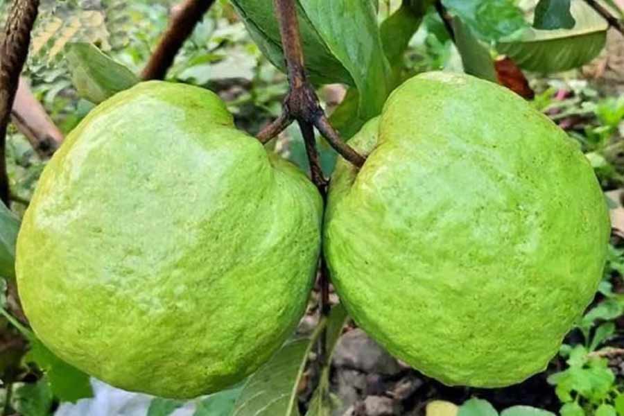 ব্যাকফুটে বারুইপুর, এবার শীতে বাজার মাতাচ্ছে ভিনরাজ্যের জাম্বো পেয়ারা