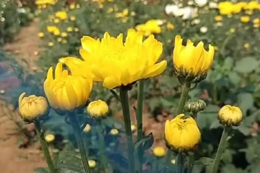 ফুলচাষিদের উৎসাহ দিতে নয়া উদ্যোগ, কোলাঘাটে বাহারি ফুলের মেলার আয়োজন