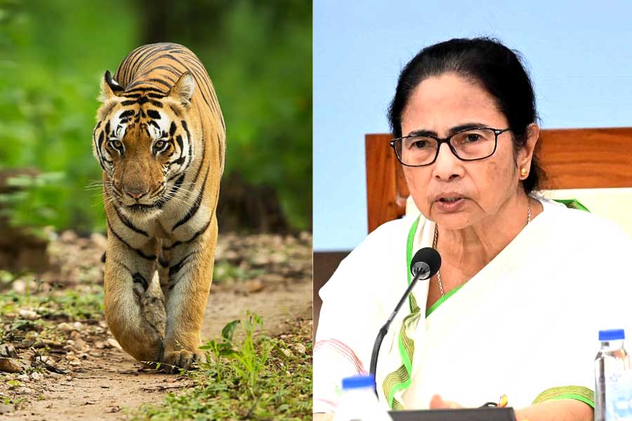 বাংলার সীমানার কাছে বাঘ! ওড়িশা সরকারকে বিশেষ অনুরোধ মমতার