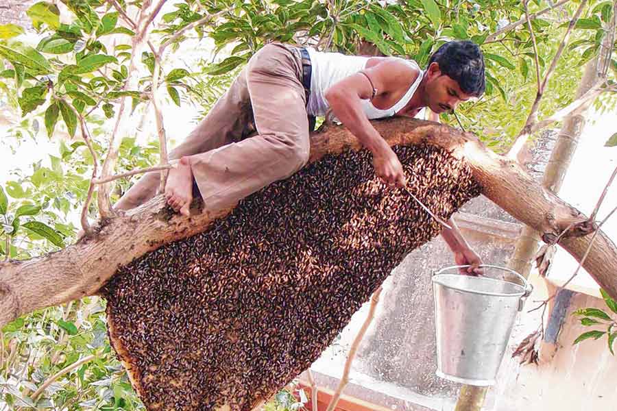 ‘ন্যাচারাল হানি’কে ব্র্যান্ড বানাতে চান, চাকভাঙা মধুই সুখ মহম্মদের সুখের ঘরের চাবিকাঠি