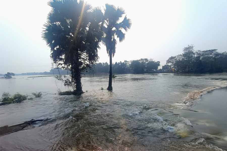 ডিভিসির ছাড়া জলে অকাল বন্যা! উদয়নারায়ণপুরে হাজার বিঘা চাষের জমি জলের তলায়
