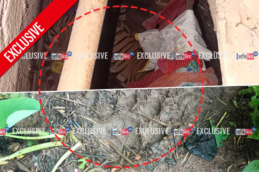‘তুমি যে এ ঘরে…’, বাঘের সঙ্গে আধঘণ্টা বন্ধ ঘরে ঝাড়খণ্ডের কৃষক, উদ্ধার পেলেন কীভাবে?
