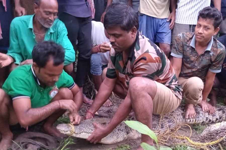 ডিমের টানেই দীর্ঘ পথ পাড়ি! ফের পাথরপ্রতিমার সেই পুকুর থেকে উদ্ধার বিশালাকার কুমির