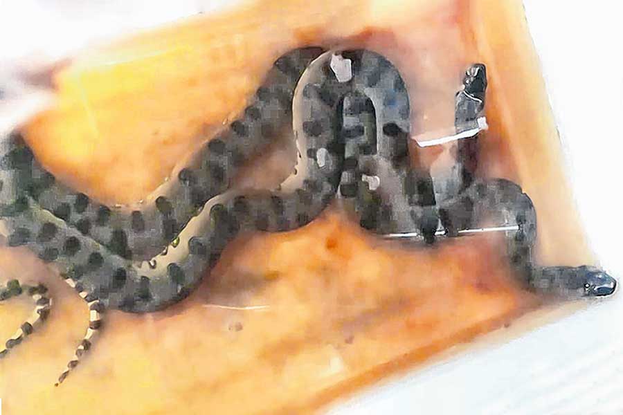 কলকাতায় অ‌্যামাজনের দৈত‌্যরা! আলিপুর চিড়িয়াখানায় নতুন সদস্য ২ সবুজ অ‌্যানাকোন্ডা