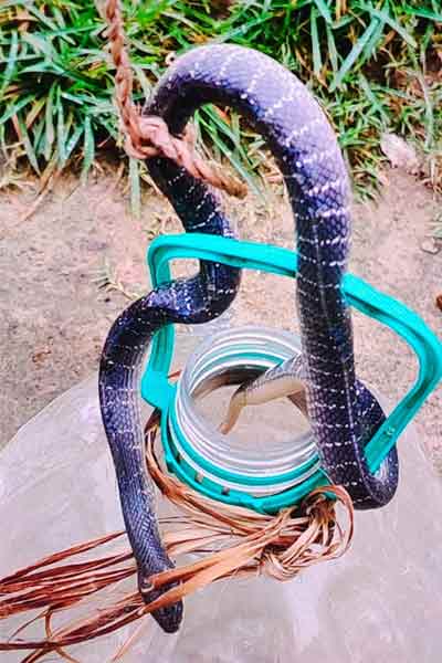 Snake