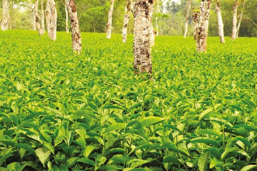 তরাই-ডুয়ার্সে কেন্দ্রীয় সংস্থার চা বাগানে বকেয়া পিএফ প্রায় ১০ কোটি! ‘মোদির জুমলা’, তোপ ঋতব্রতর