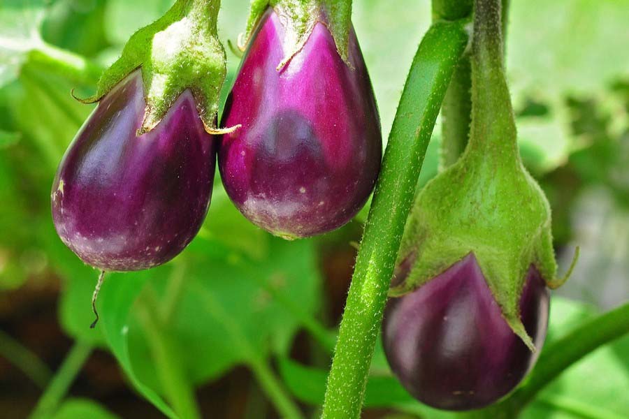 Know which vegetables cannot be eaten during Radhashtami 
