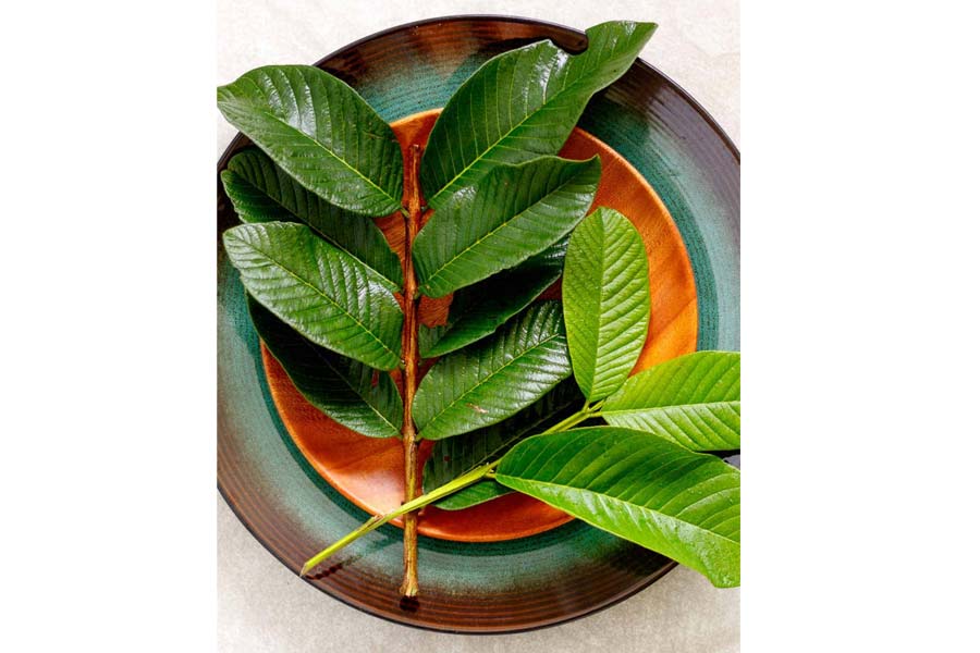 Health Tips: You will get these benefits by eating guava leaves every day for a month