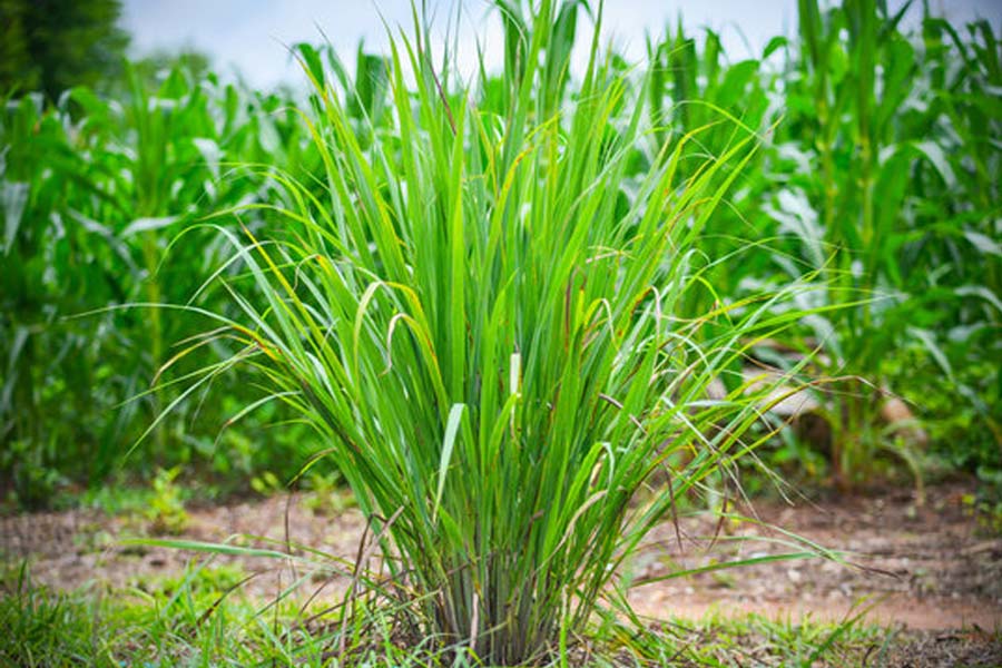 Keep these 6 plants at home to protect yourself from mosquitoes