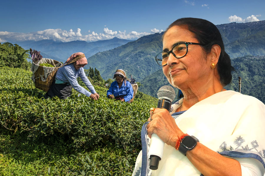 চা বলয়ে শক্তিবৃদ্ধিতে জোর তৃণমূলের, উত্তরের ৩ জেলায় ব্লক নেতৃত্বে বড়সড় রদবদল