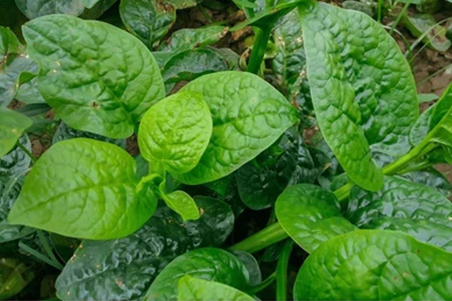 Know which vegetables cannot be eaten during Radhashtami 

