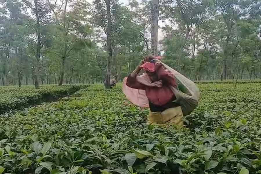 পুজোর মুখে বন্ধ ডুর্য়াসের ৩টি চা বাগান, জাতীয় সড়ক অবরোধ করে বিক্ষোভ শ্রমিকদের