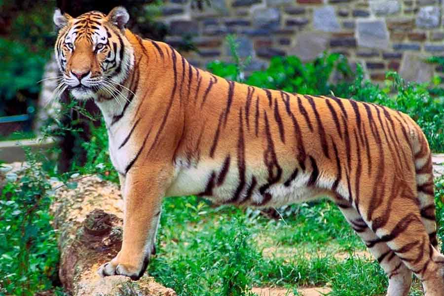 আলিপুর চিড়িয়াখানায় ২৪ ঘন্টায় দুই বাঘিনীর মৃত্যু, কারণ নিয়ে ধোঁয়াশা