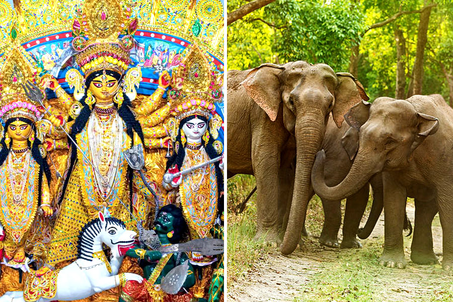 পুজোর আনন্দে আতঙ্ক নয়, ঝাড়গ্রামে হাতিদের গতিবিধি নজদারিতে বিশেষ ট্র্যাকার টিম