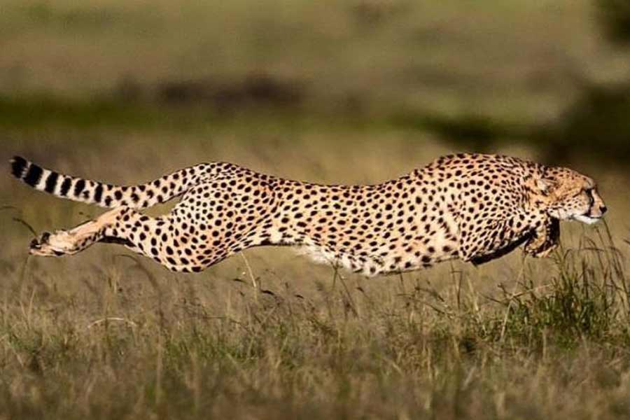 Cheetah
