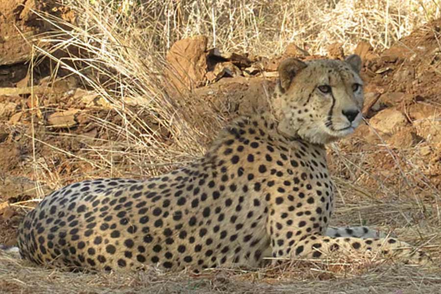 Cheetah