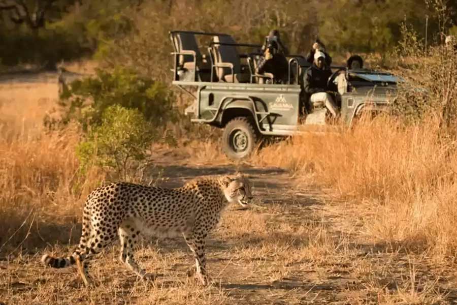 Cheetah-Safari