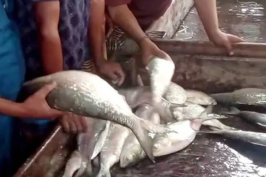 অসময়ে মাছ ধরে লোকসানের মাঝেও সুখবর! আড়াই কেজি ইলিশের দাম ৯০০০ টাকা