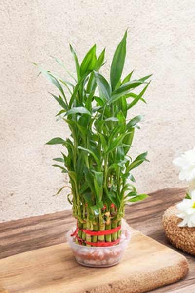 Lucky-Bamboo